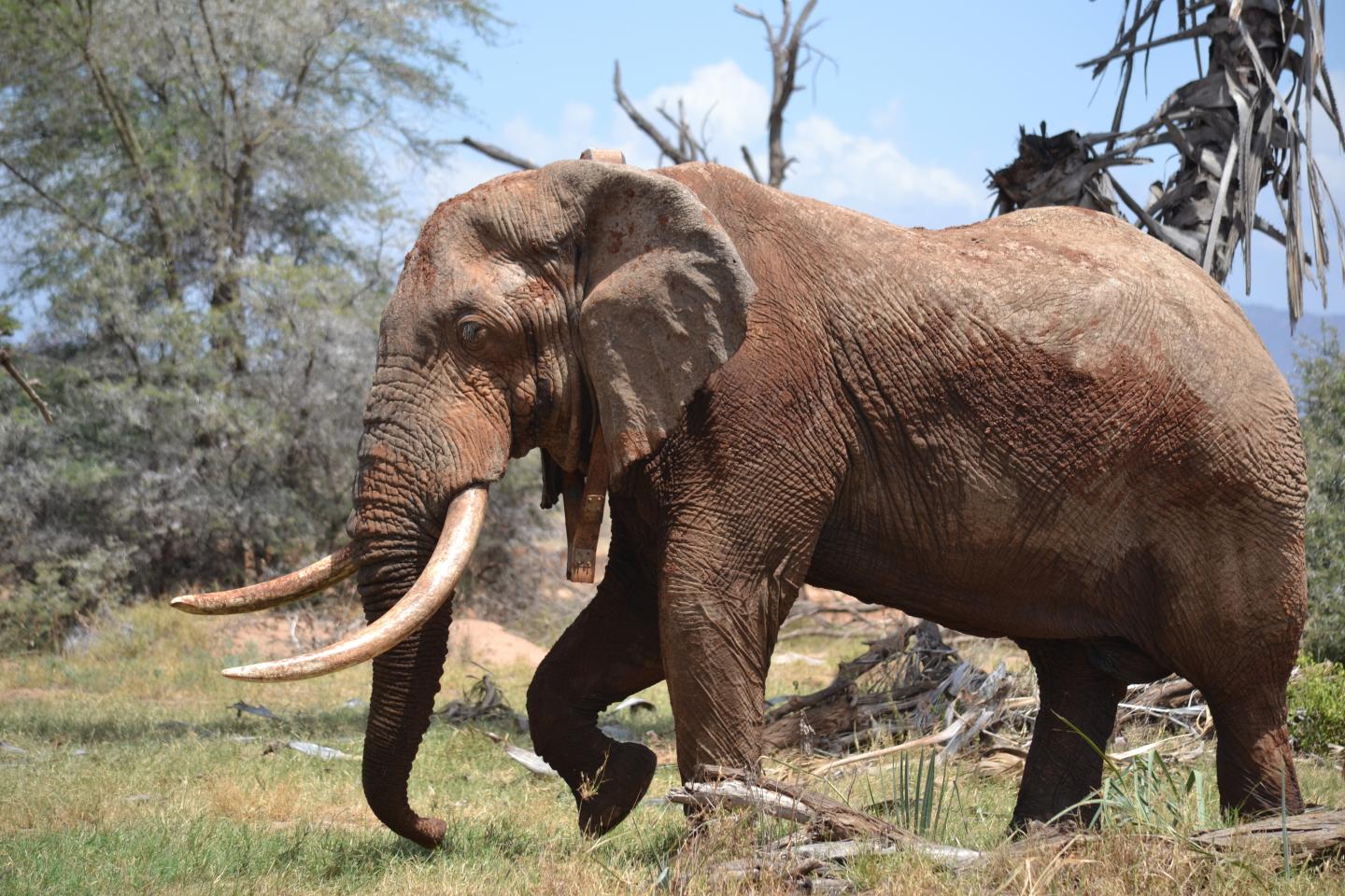 Where Humans Set Up Camp, Animals Roam Much Shorter Distances (1 of 1)