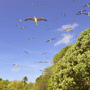 Red-footed Boobies