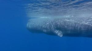 Sperm whale