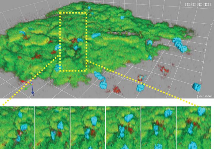 A 3-D Cell Culture System Reveals How Tumor Microenvironments Stifle Immune Responses (1 of 1)