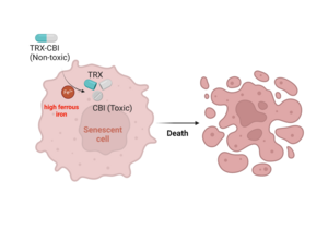 Iron-based targeting of senescent cells