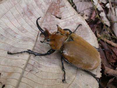 A Headcount of Arthropods in Panama (1 of 8)