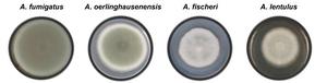 Enzyme produced by pathogenic fungus helps evade immune system and facilitates infection