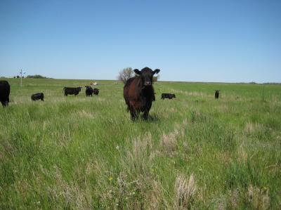 Grazing Steer