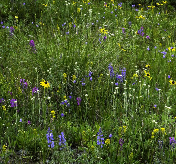 A Subalpine Meadow on Niwot Ridge