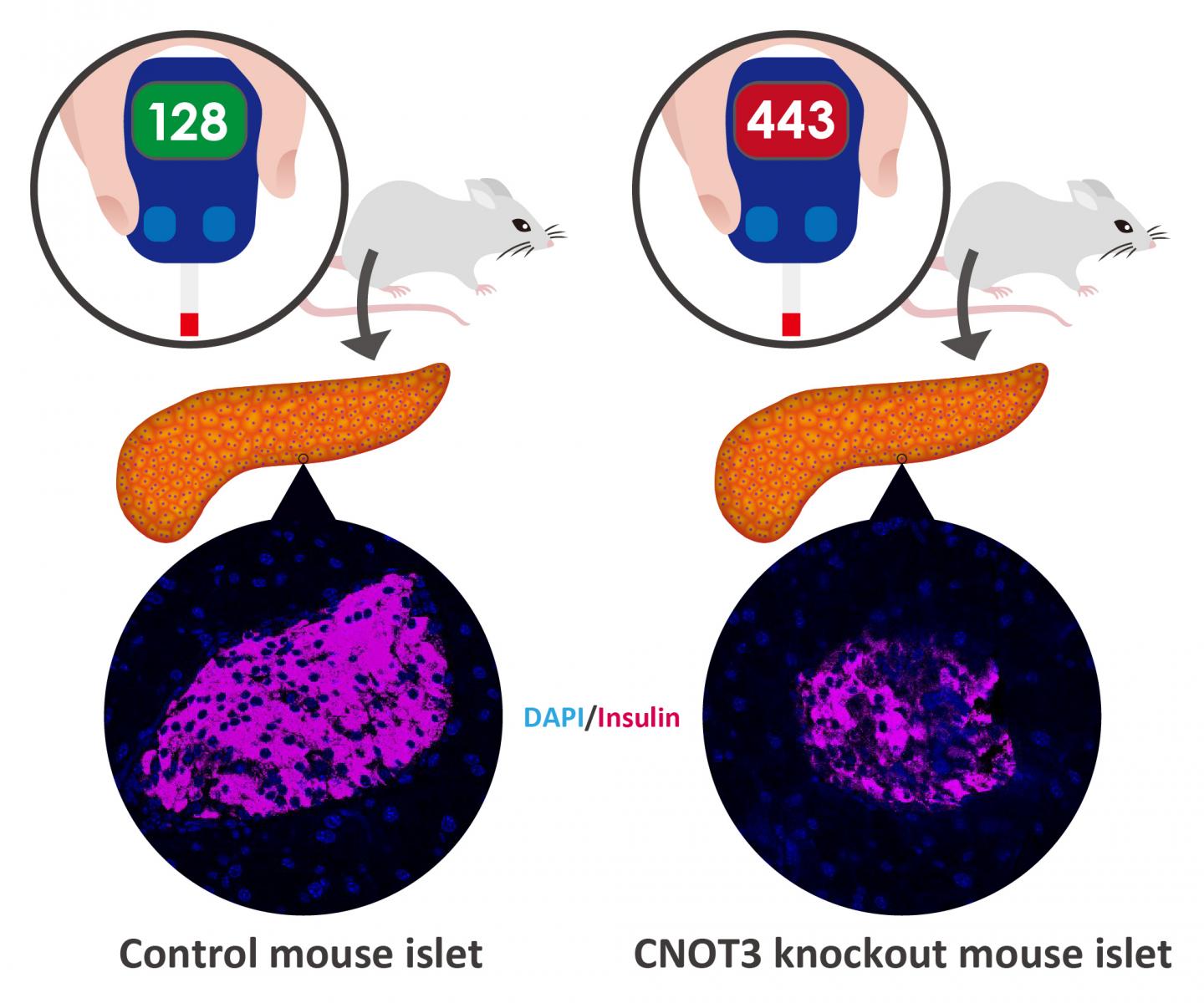 A Schematic of CNOT3 and Beta Cells