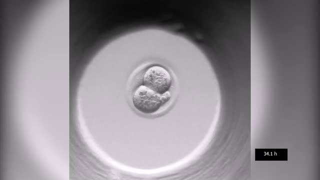 Mouse Embryo Developing in a Culture Dish