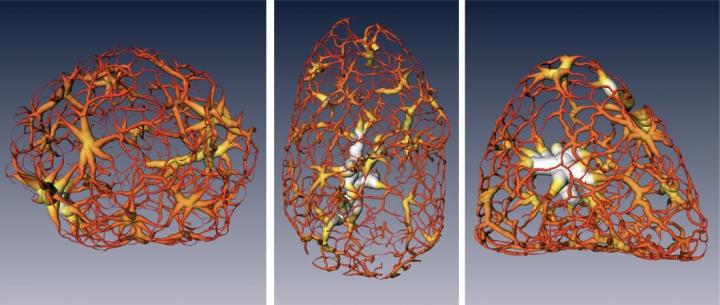Organization of Tightly Packed DNA at Different Cell Stages