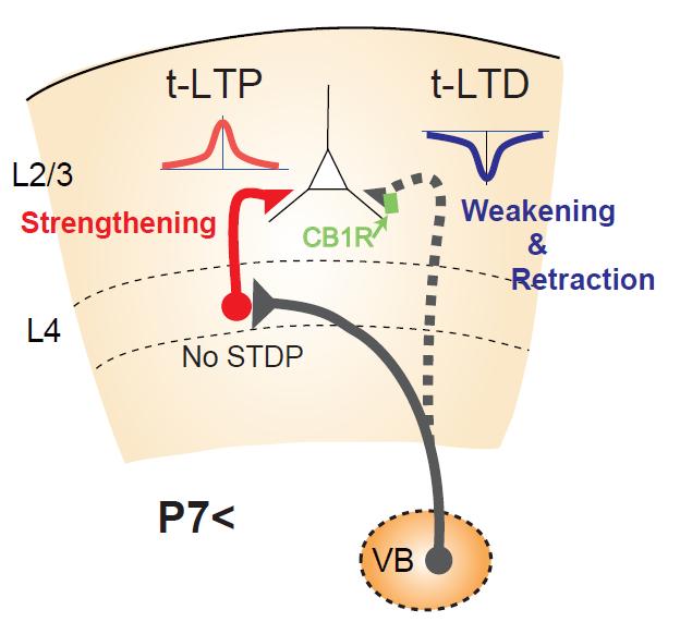 Spike Timing-dependent Plasticity Figure