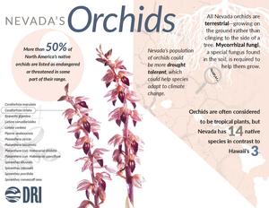 orchidgraphic