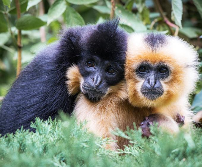 Primate Pairing