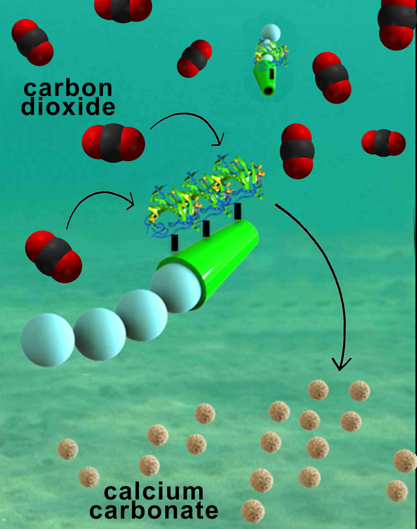 Cartoon Illustration of Micromotors Removing Carbon Dioxide