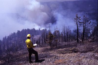 Researcher Surveys Fire Damage