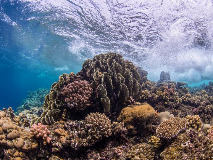 Bacteria Enhance Coral Resilience