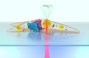 Figure 1 | Schematics of the intracellular microlenses