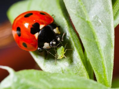Ladybird Eating Aphid (2 of 2)