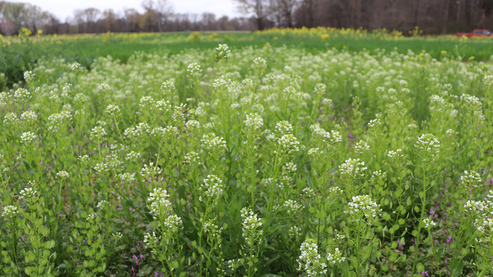 pennycress