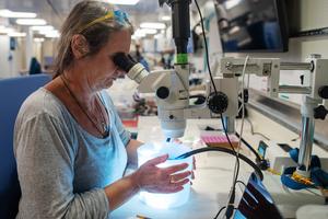 Monika Bright examines tubeworm larvae samples