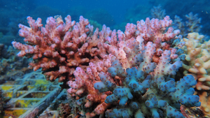 Coral genome reveals cysteine surprise