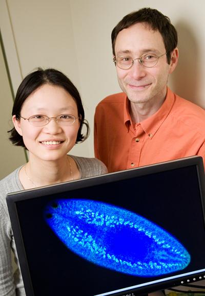 Study of Planarians Offers Insight Into Germ Cell Development