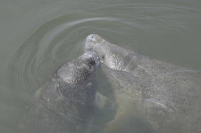 Earth's Water Cycle, From the Mouths of Sea Cows (7 of 9)