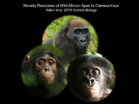 Wild Apes Reacting to Camera-Traps