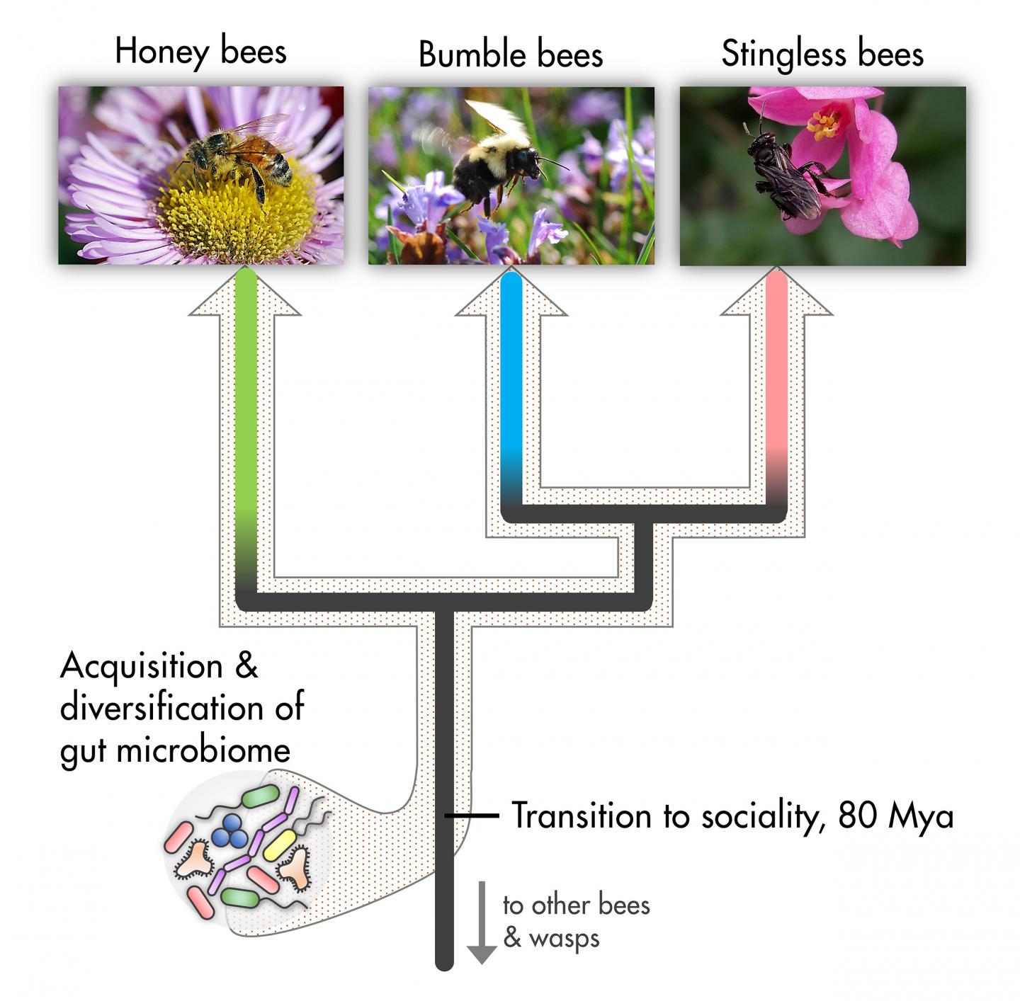 Social Bees Far and Wide Share Their Gut Bacteria (7 of 8)