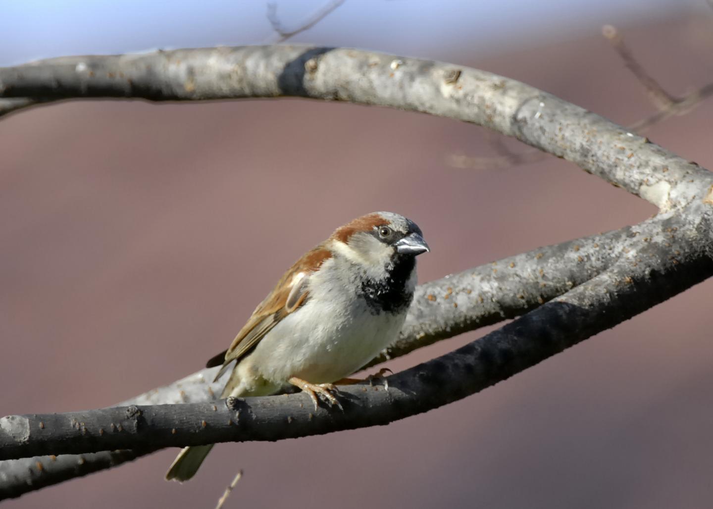 Male European House Sparrow