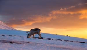 Reindeer grazing