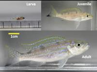 Scale-Eating Cichlid Fish <i>Perissodus microlepis</i>