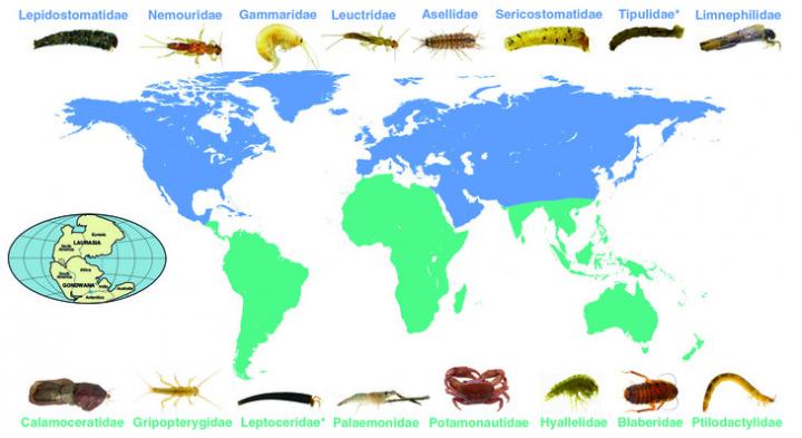 Detritivore world map