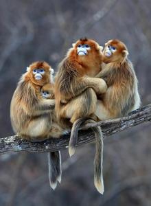 Golden snub nose monkeys 2
