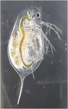 <i>Daphnia magna</i>