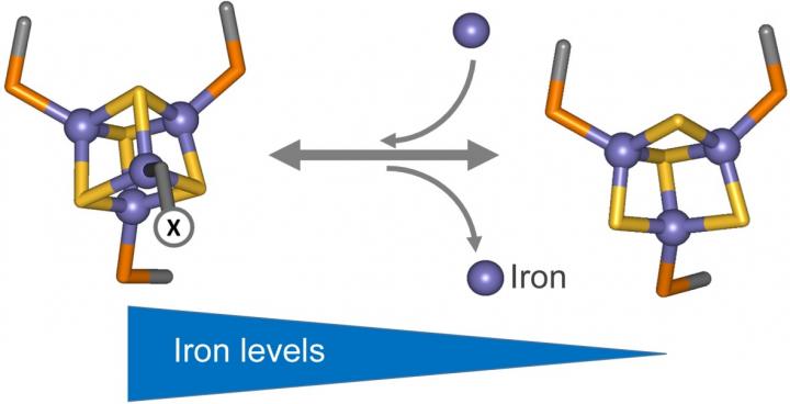 How Nitrogen-Fixing Bacteria Sense Iron