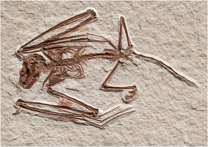 The oldest known bat skeletons and their implications for Eocene chiropteran diversification
