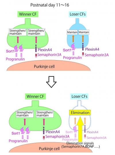 Summary of this Study