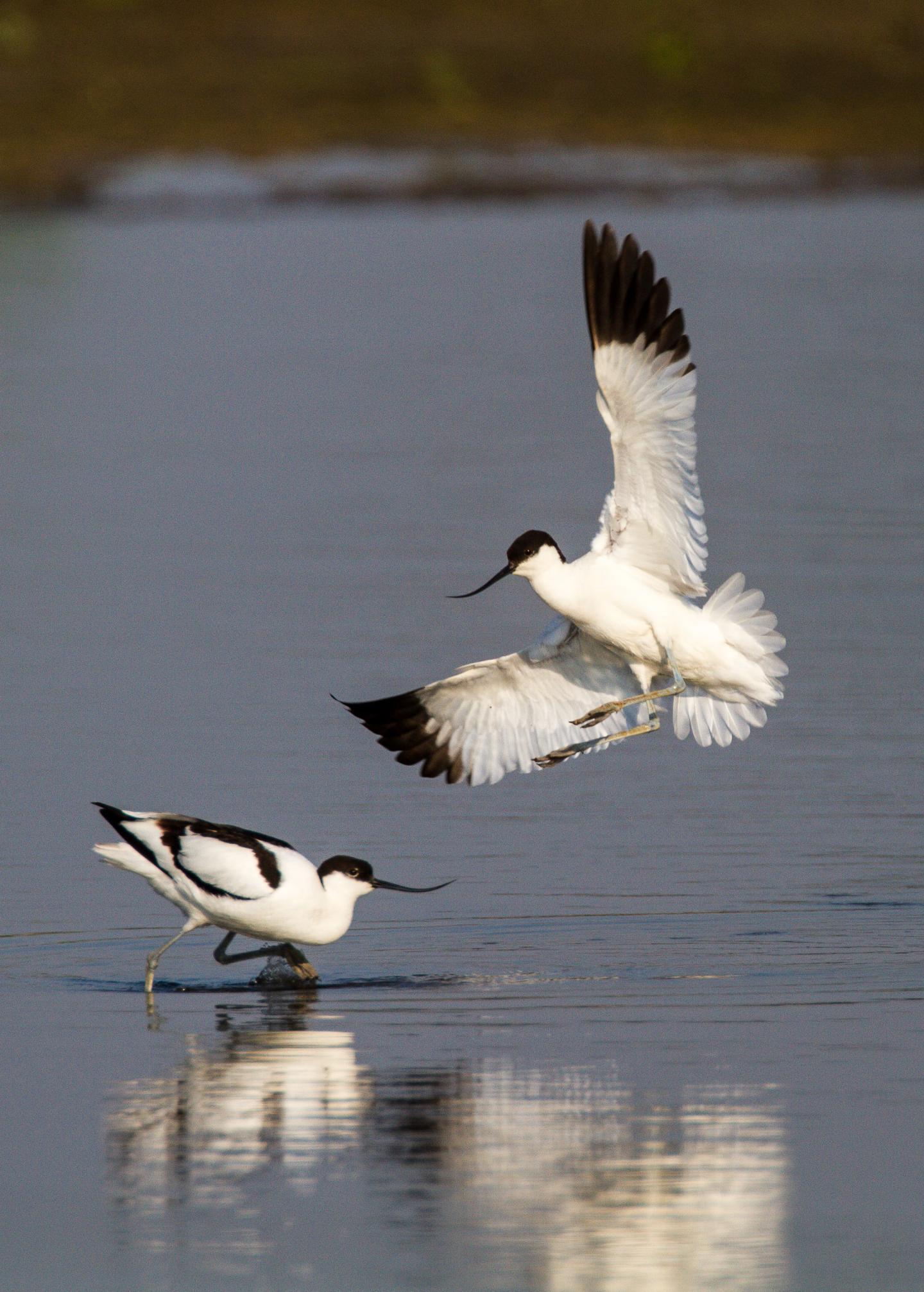 Waterbird: Avocet