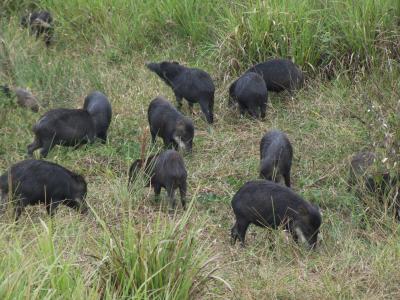 White-lipped Peccaries