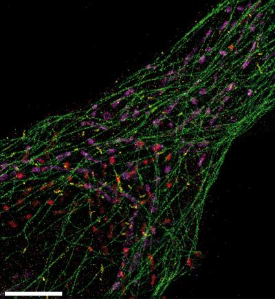 Composite Cell Image