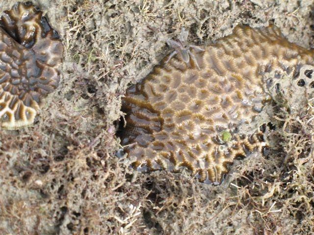 The New Species on Coral at Low Tide