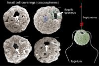 Electron Microscope (SEM) Images of Fossil Cell Coverings of Nannoplankton
