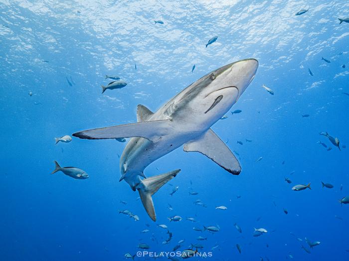 Silky shark close up