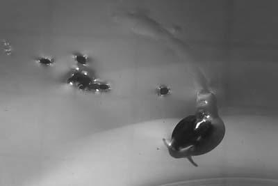 Watersnail (1 of 2)