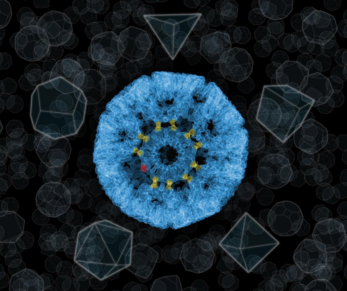 The 'Impossible' Nanocage of 11-Sided Protein Rings