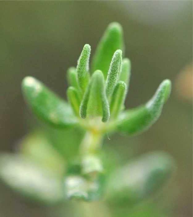 Blätter des Echten Thymians (Thymus vulgaris)