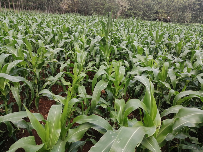Site-specific nutrient management in a maize crop in Kenya