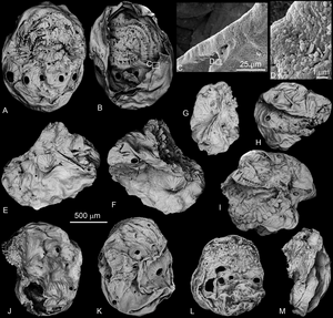 SEM images of Saccorhytus coronarius