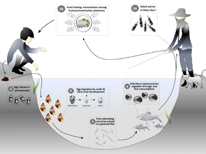 Liver Fluke Transmission Cycle