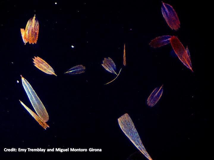 Examples of Scale Morphotypes of Spruce Budworm Moth