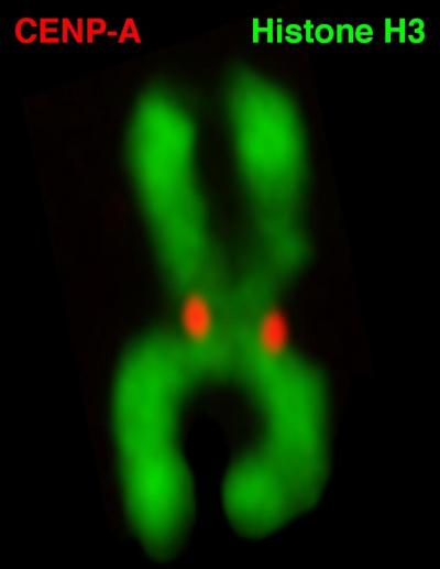 Chromosome Crossroads